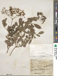 Sambucus cerulea image