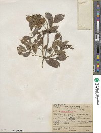 Sambucus cerulea image