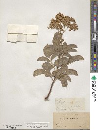 Sambucus cerulea var. cerulea image