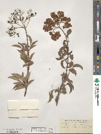 Sambucus cerulea image