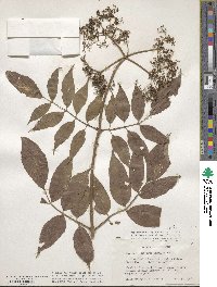 Sambucus cerulea var. cerulea image