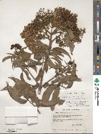 Sambucus cerulea image