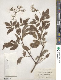 Sambucus cerulea var. cerulea image