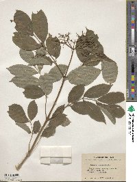 Sambucus canadensis image