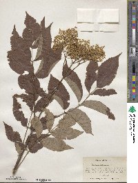 Sambucus canadensis image