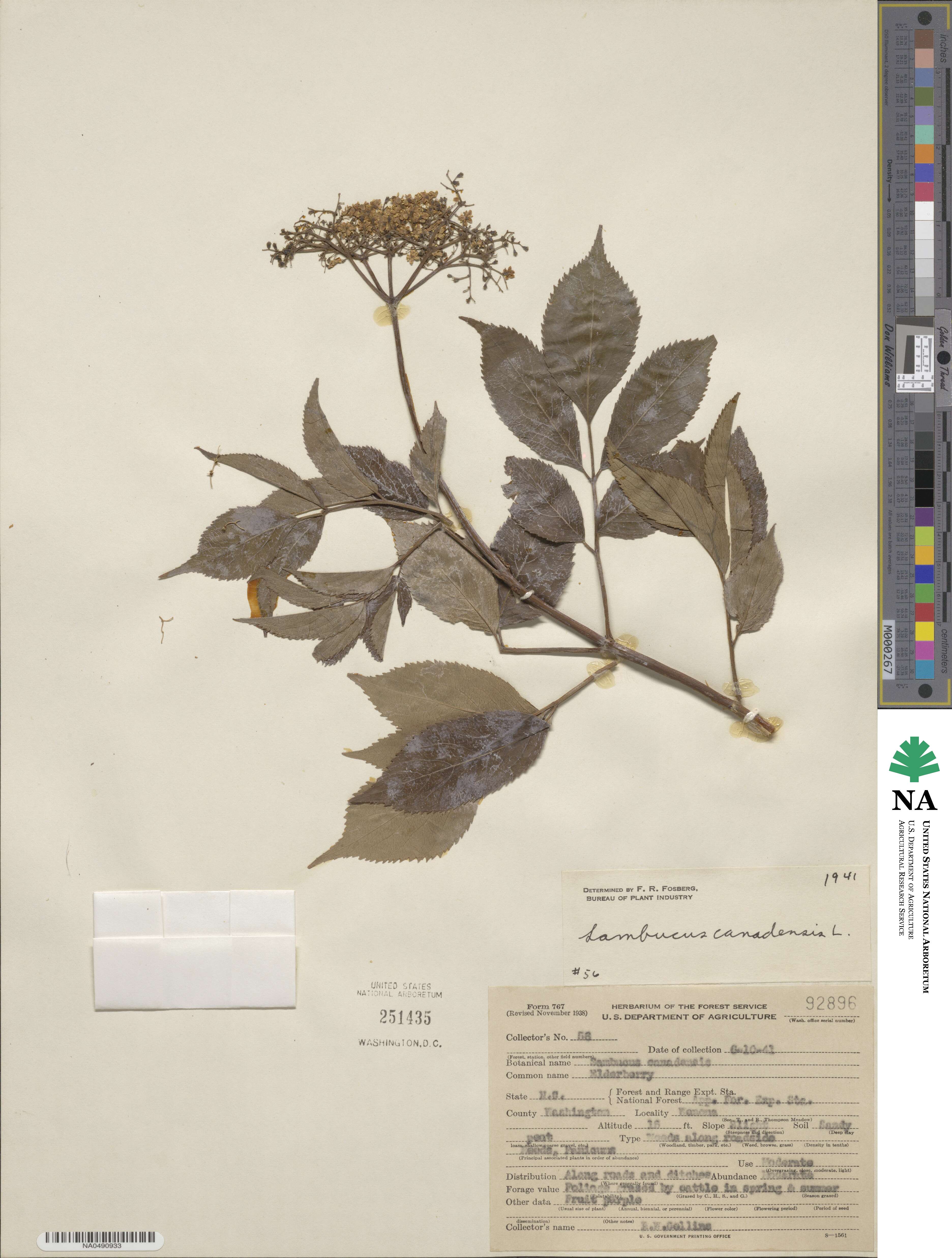 Sambucus canadensis image