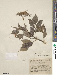 Sambucus canadensis image