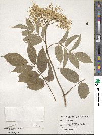 Sambucus canadensis image