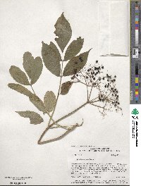 Sambucus canadensis image