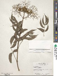 Sambucus canadensis image