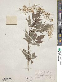 Sambucus canadensis image