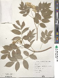 Sambucus canadensis image