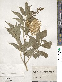 Sambucus canadensis image