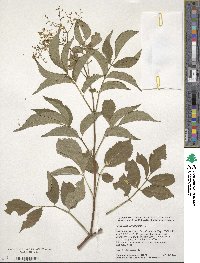 Sambucus canadensis image