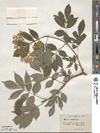 Sambucus canadensis image