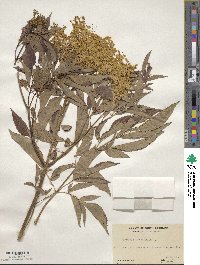 Sambucus canadensis image