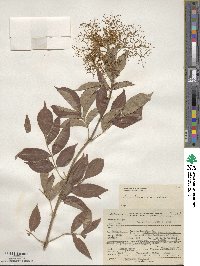 Sambucus canadensis image