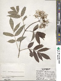 Sambucus canadensis image