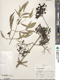 Sambucus canadensis image