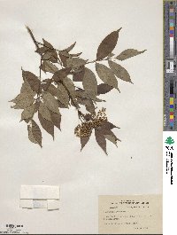 Sambucus canadensis image