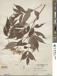 Sambucus canadensis image