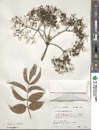 Sambucus canadensis image