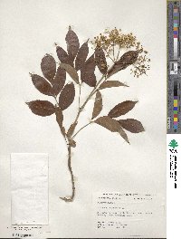 Sambucus canadensis image