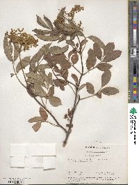 Sambucus canadensis image