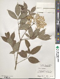 Sambucus canadensis image