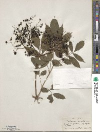 Sambucus canadensis image