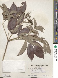 Sambucus canadensis image