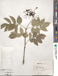 Sambucus canadensis image