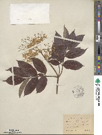 Sambucus canadensis image