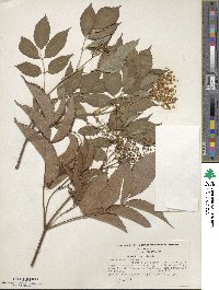 Sambucus canadensis image