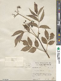 Sambucus canadensis image