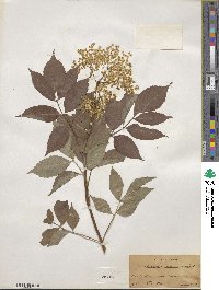 Sambucus canadensis image