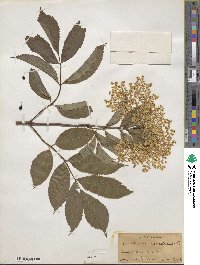 Sambucus canadensis image