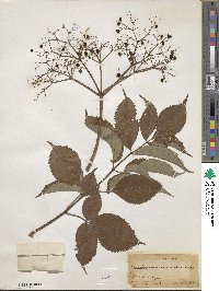 Sambucus canadensis image