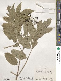 Sambucus canadensis image