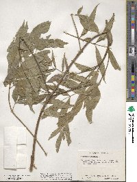 Sambucus canadensis image