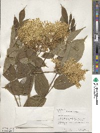 Sambucus canadensis image