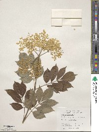 Sambucus canadensis image