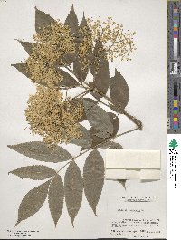 Sambucus canadensis image