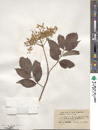 Sambucus canadensis image