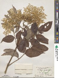 Sambucus canadensis image