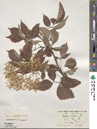 Sambucus canadensis image