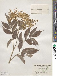 Sambucus canadensis image