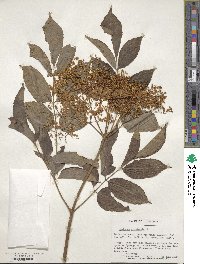 Sambucus canadensis image