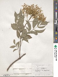 Sambucus canadensis image