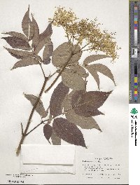 Sambucus canadensis image